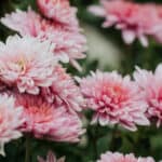 In this guide, I talk about how I go about pruning chrysanthemums also known as garden mums. Pruning is essential to get the most flowers but pinching out is too.