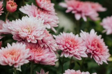 In this guide, I talk about how I go about pruning chrysanthemums also known as garden mums. Pruning is essential to get the most flowers but pinching out is too.