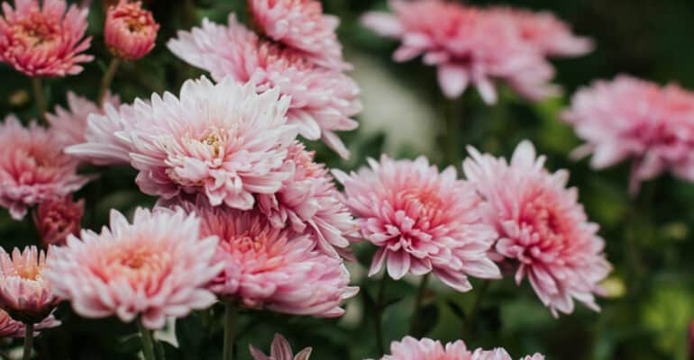 In this guide, I talk about how I go about pruning chrysanthemums also known as garden mums. Pruning is essential to get the most flowers but pinching out is too.