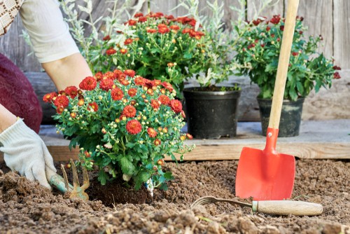 Planting Chrysanthemum in the garden