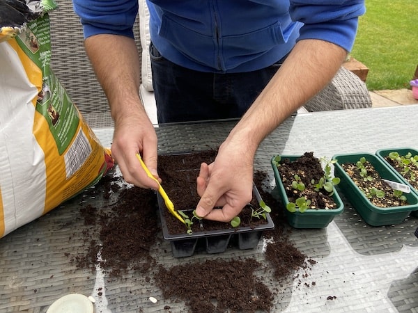 Replanting seedling into new bedding tray using dibber