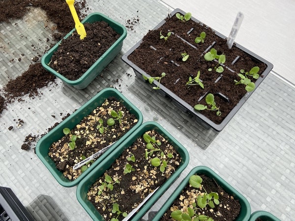 When to prick out seedling showing size of seedling with there first true set of leaves