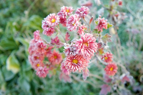 chrysanthemums damaged by frost so will need pruning back