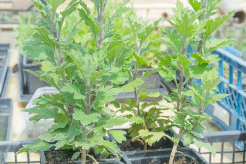 chrysanthemums dug up and planted in pots for winter