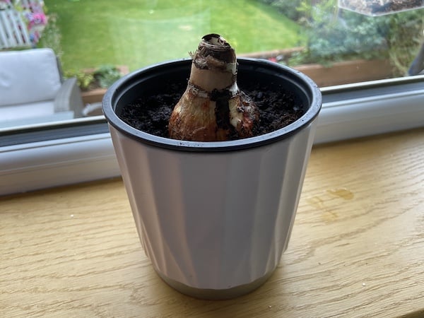  newly planted Amaryllis bulb after being watered