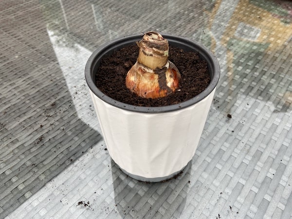 Amaryllis bulb planted with soil around the edge of bulb