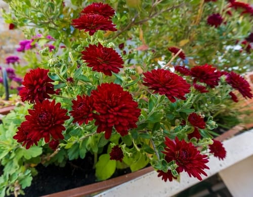 Autumn season flower chrysanthemums