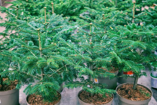 Different types of real christmas trees