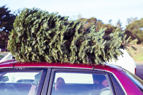 How to store a christmas tree before taking it indoors for Christmas