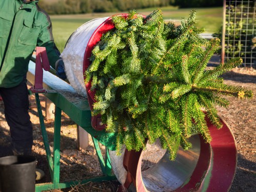 Non drop Nordman fir christmas tree being wrapped to take home