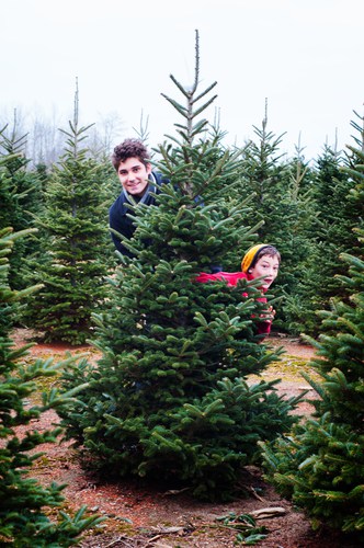 Choosing your own christmas tree at a christmas tree farm