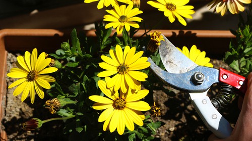 Osteospermum deadheading to encourage flowering