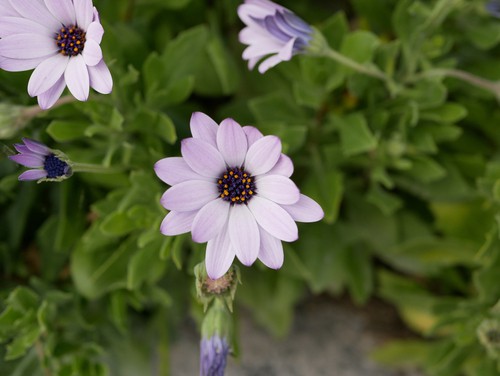 Osteospermum jucundum being grown as a hardy perennial