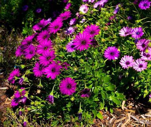 Osteospermums grown as perennials in border