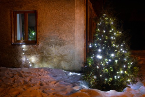 Planted Christmas tree in garden with outdoor lights on