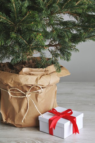 Pot grown christmas tree indoors