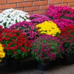There are several ways to look at how to group chrysanthemums (aka mums) together. The UK National Chrysanthemum Society lists many categories of these flowers.