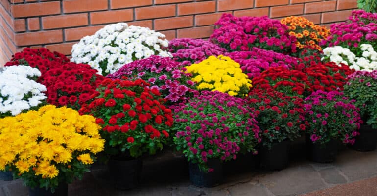 There are several ways to look at how to group chrysanthemums (aka mums) together. The UK National Chrysanthemum Society lists many categories of these flowers.