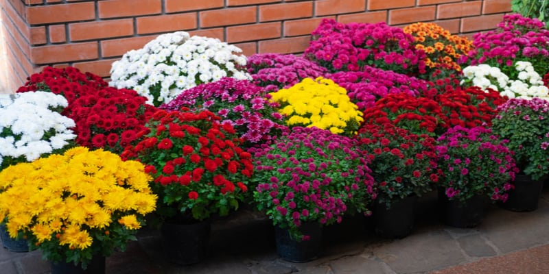 What are the different types of chrysanthemums?