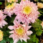 When do chrysanthemums flower and which types flower when