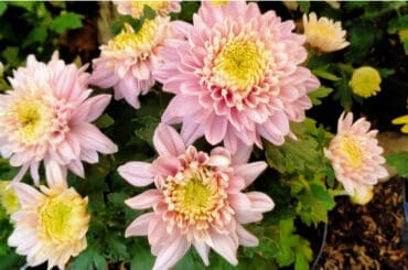 When do chrysanthemums flower and which types flower when