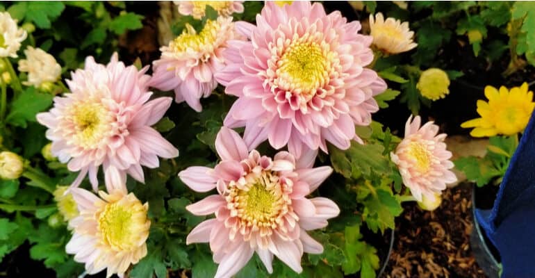 When do chrysanthemums flower and which types flower when