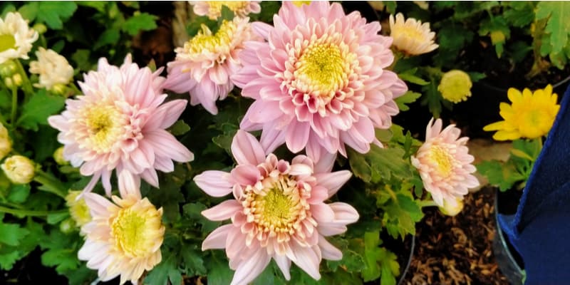 When do chrysanthemums flower?