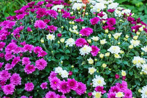 different chrysanthemum