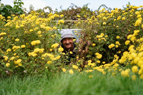 large garden chrysanthemum in flower