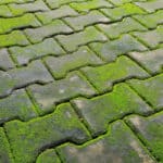 In this guide, I show the results when I compared 5 of the best moss killers for driveways, patios and paths. Concentrates as well as read to use moss killers