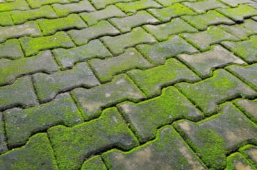 In this guide, I show the results when I compared 5 of the best moss killers for driveways, patios and paths. Concentrates as well as read to use moss killers