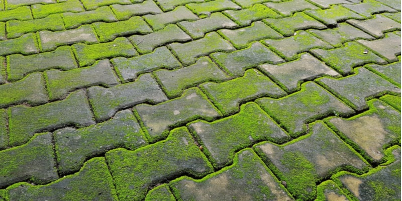 5 of the Best Moss Killers for Driveways, Patios and Paths