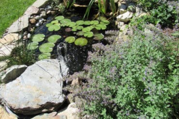 If you have a small pond, one of the best and easiest ways to keep the water clear is by using one of the best all in one pond pumps and filters. Easy to setup