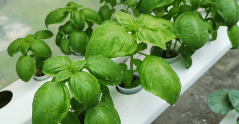 In this Best Home Hydroponics Kit review, I look at the pros & cons of each kit I review, along with the important features, before we make my recommendations.