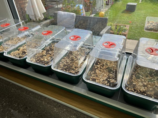 Close up of the Garland Super7 After sowing some seeds and covering with  vermiculite and leaving on the windowsill