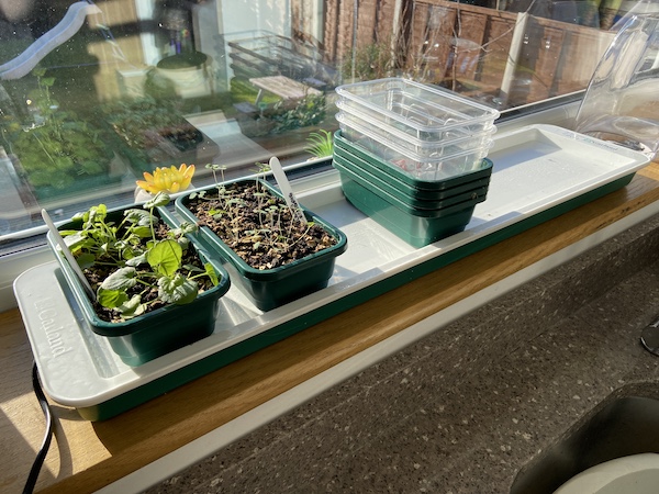 Some pansies and aquilegias ready to prick out, the last of the last batch of seeds i have sown and grown on