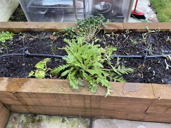 sprinkler system for raised beds turned on and working well