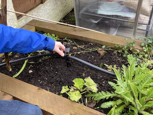 pushing sprinkler spikes into soil near base of plants