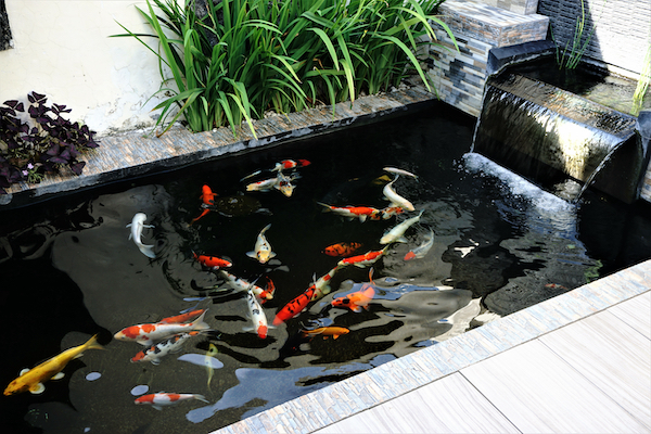 koi fish pond need pond heaters to help keep them healthy over winter