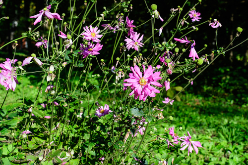 Anemone Prinz Heinrich