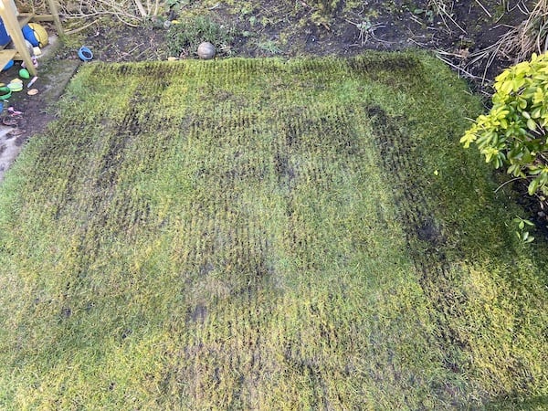 Area if lawn that scarifier has been used to remove moss