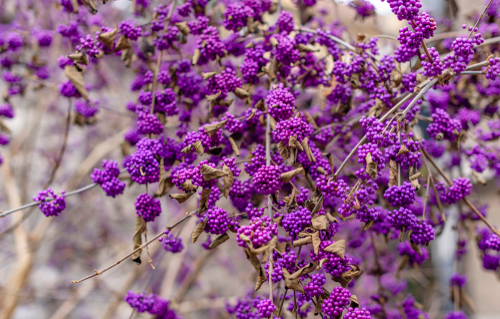 Callicarpa Bodinieri