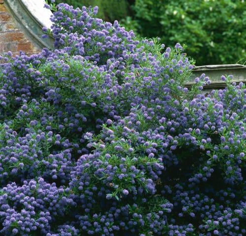 Ceanothus Autumnal Blue