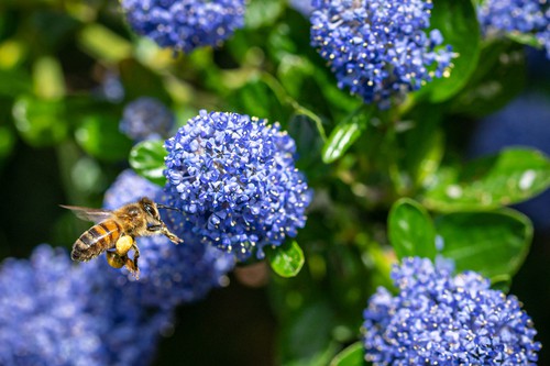 One of the best shrubs for fulll sun is Ceanothus also known as Caliifornia Lilac