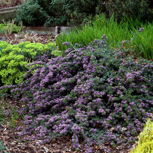Ceanothus repens