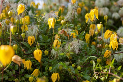 Clematis tangutica ‘Bill MacKenzie’