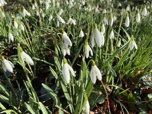 Close up of snowdrops