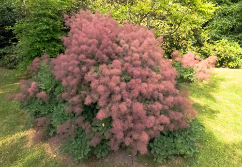 Cotinus Coggygria