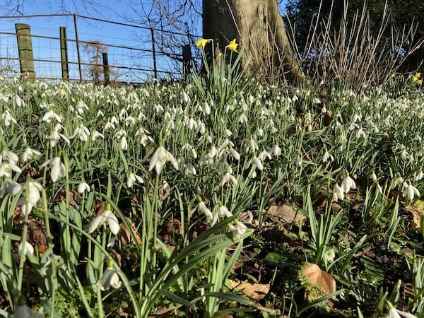 Galanthus also known as Snowdrops flowering on woodland path in Wales on my recent holiday