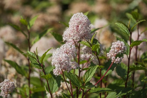 Pink ceanothus shrub